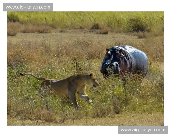 绿地王朝vs克利夫兰新贵：东部巅峰之战，谁能主宰北岸花园的深夜？